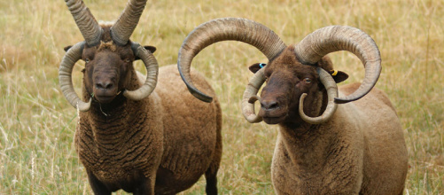 moutons_quatre_cornes_1.jpg