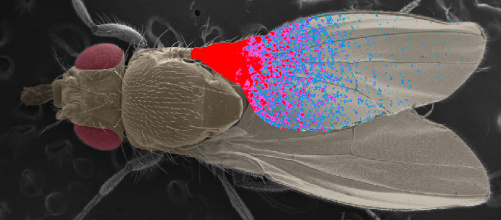 morphogenese_dpp_drosophile_1.jpg