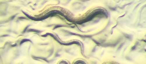 caenorhabditis_elegans_1.jpg