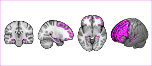 lobe_frontal_hippocampe_1.jpg