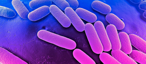 klebsiella_pneumoniae_1.jpg