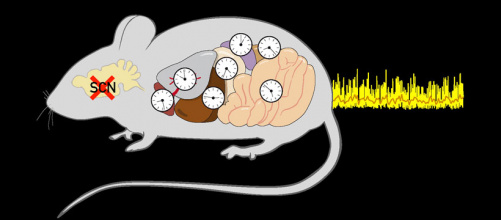 synchronisation_organes_1.jpg