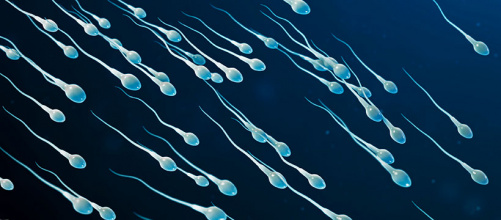spermatozoides_1.jpg