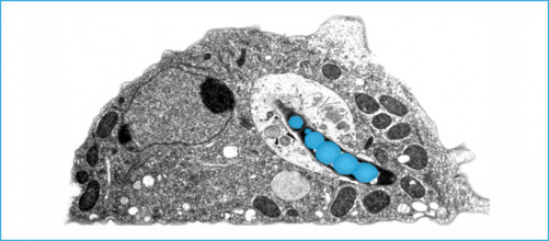 amibe_mycobacterie_1.jpg